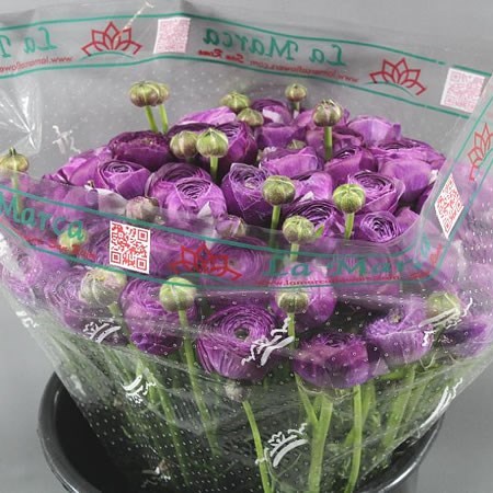 RANUNCULUS CLOONY ANTOINE EX