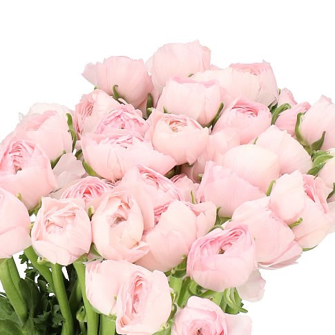 RANUNCULUS CLOONY BALERINE EX