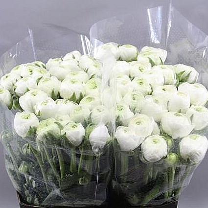 RANUNCULUS CLOONY BIANCA