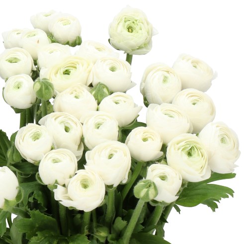 RANUNCULUS CLOONY BIANCA EX