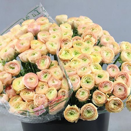 RANUNCULUS CLOONY BLUSHING PASCAL