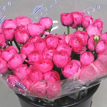 RANUNCULUS CLOONY BOLERO EX