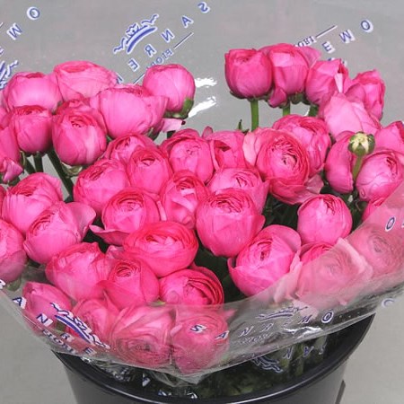 RANUNCULUS CLOONY BOLERO EX