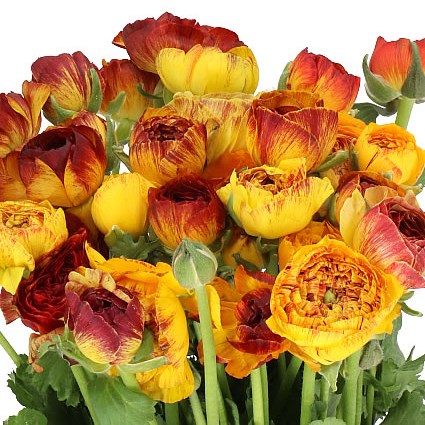 RANUNCULUS CLOONY BROWN STRIPED 40cm | Wholesale Dutch Flowers ...