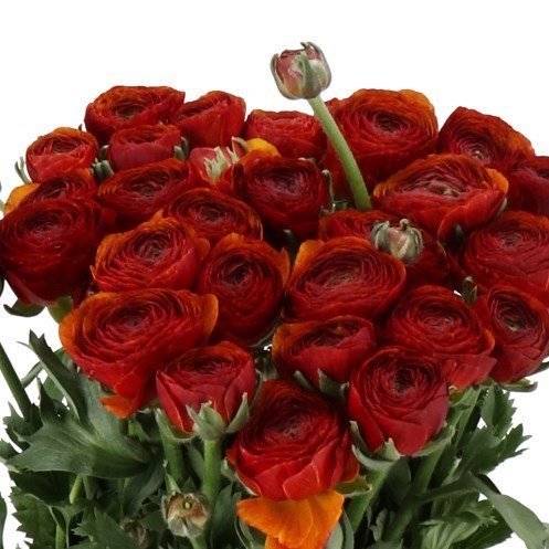 RANUNCULUS CLOONY BROWNIE