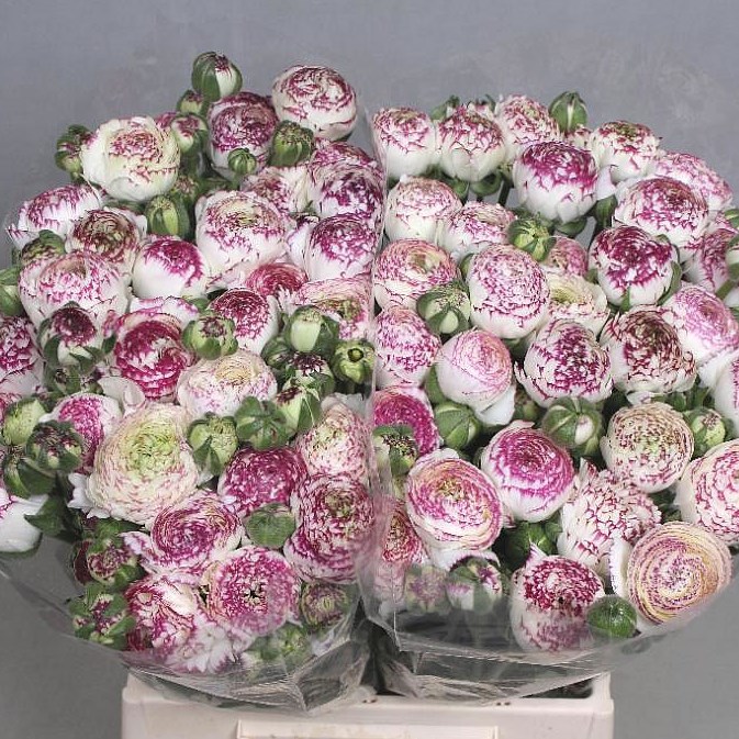 RANUNCULUS CLOONY CAPPUCINO EX