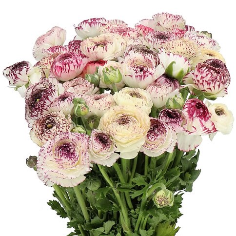 RANUNCULUS CLOONY CAPPUCINO EX