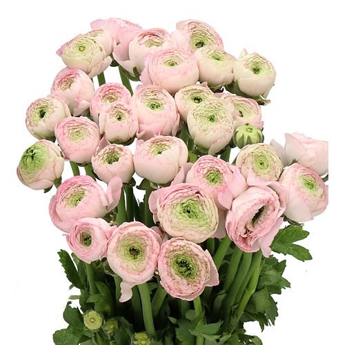 RANUNCULUS CLOONY CEBERO EX