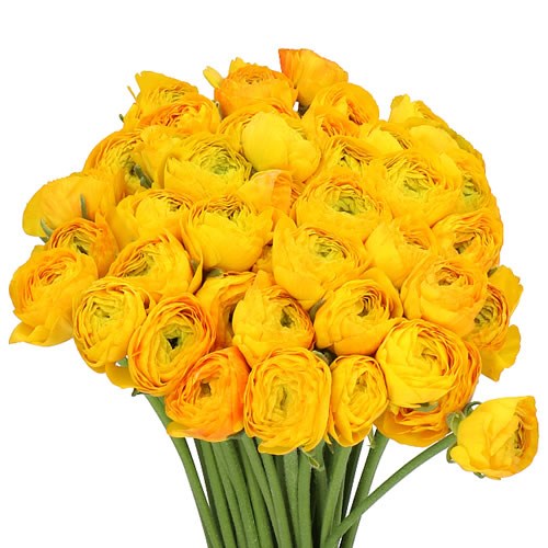 RANUNCULUS CLOONY CERES YELLOW