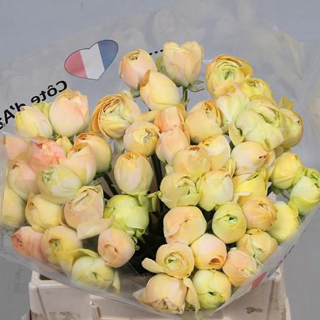 RANUNCULUS CLOONY CHAMPAGNE EX