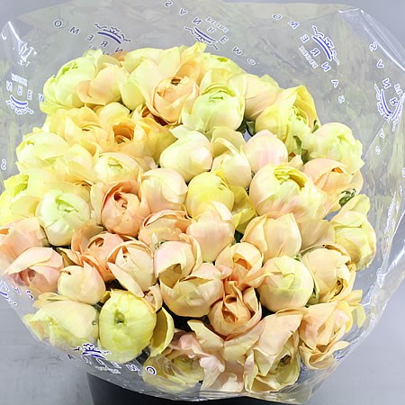 RANUNCULUS CLOONY CHAMPAGNE EXTREME