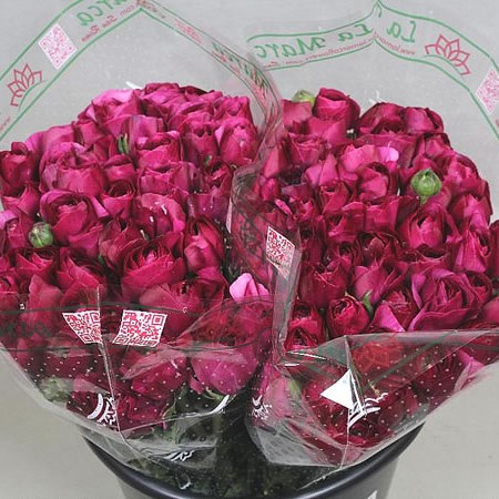 RANUNCULUS CLOONY CHERRY