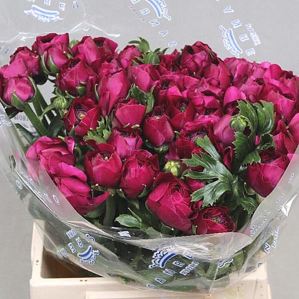 RANUNCULUS CLOONY CHERRY