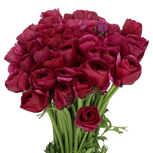RANUNCULUS CLOONY CHERRY EX