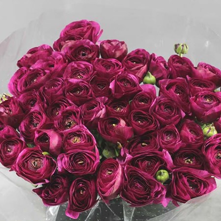 RANUNCULUS CLOONY CHERRY EXTREME