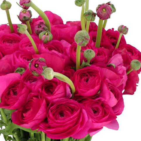 RANUNCULUS CLOONY CICLAMINO EX