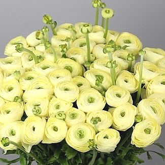 RANUNCULUS CLOONY COMMEDIA (GIANT)