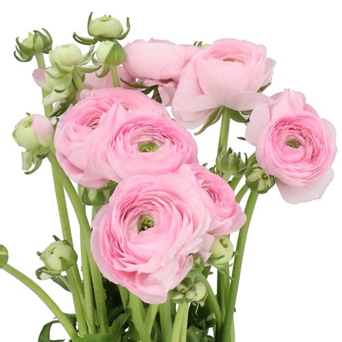 RANUNCULUS CLOONY CONFETTO