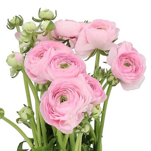 RANUNCULUS CLOONY CONFETTO EXTRA
