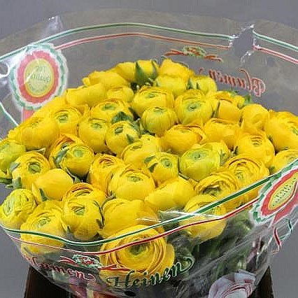 RANUNCULUS CLOONY EDISON EX