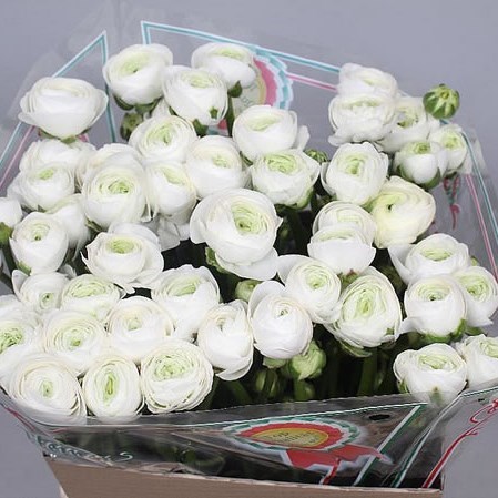 RANUNCULUS CLOONY FIRENZE