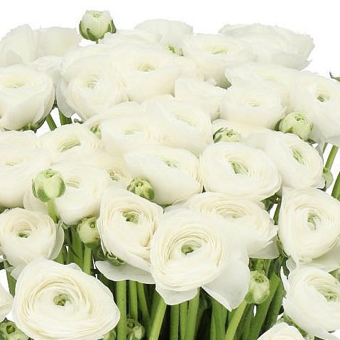 RANUNCULUS CLOONY FIRENZE