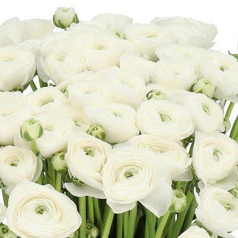 RANUNCULUS CLOONY FIRENZE EX