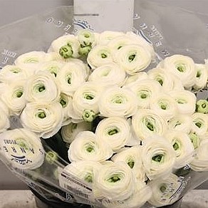RANUNCULUS CLOONY FIRENZE EX