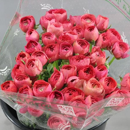 RANUNCULUS CLOONY FRAGOLINO