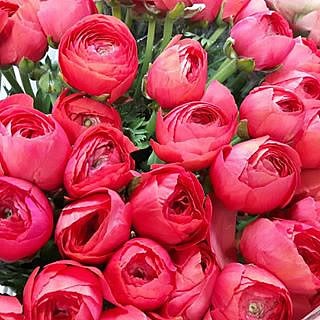 RANUNCULUS CLOONY FRAGOLINO SUPER