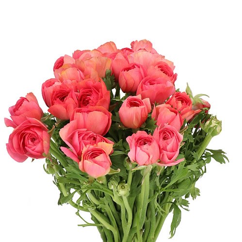 RANUNCULUS CLOONY FRAGOLINO