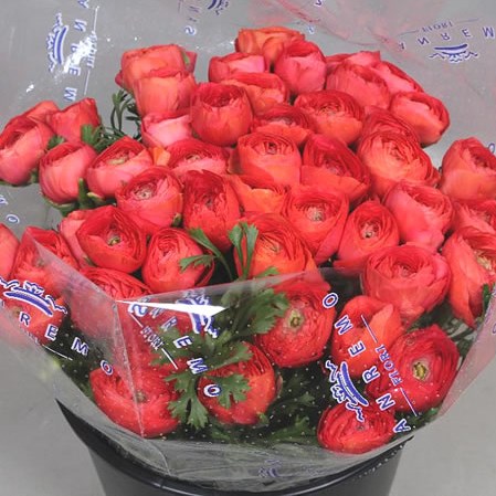 RANUNCULUS CLOONY FRAGOLINO EXTRA