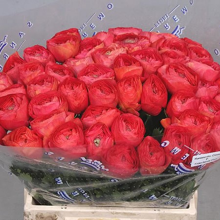 RANUNCULUS CLOONY FRAGOLINO EXTRA