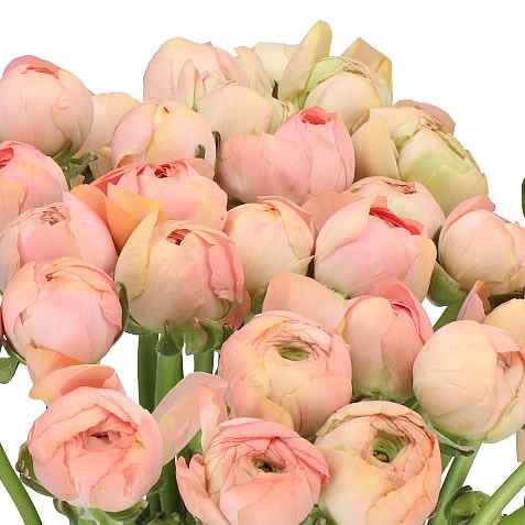 RANUNCULUS CLOONY GRAND PASTEL