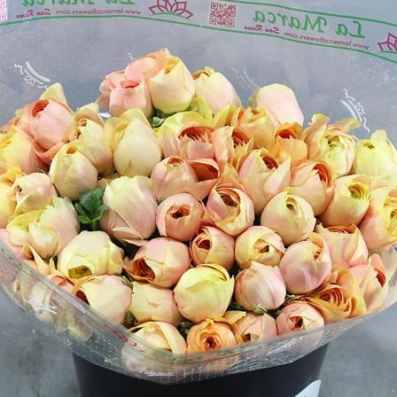 RANUNCULUS CLOONY GRAND PASTEL SUPER