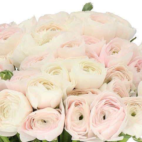 RANUNCULUS CLOONY HANOI