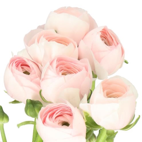 RANUNCULUS CLOONY HANOI BLUSH