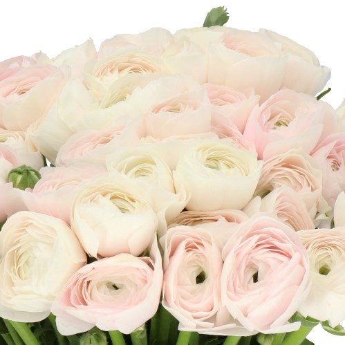 RANUNCULUS CLOONY HANOI EX
