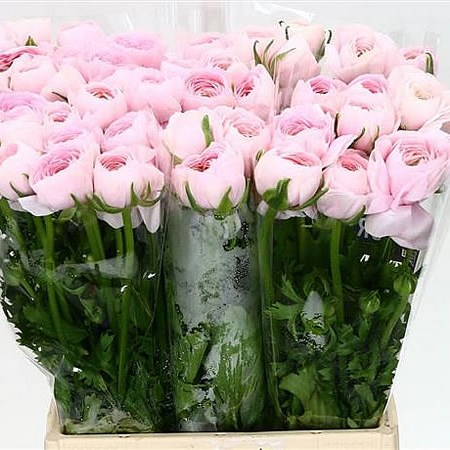 RANUNCULUS CLOONY HANOI EX