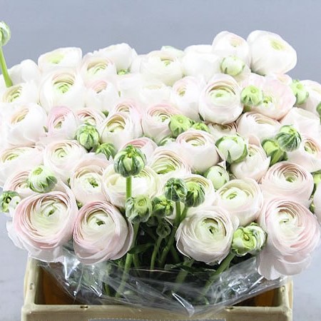 RANUNCULUS CLOONY HANOI EXTRA