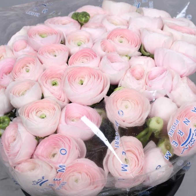 RANUNCULUS CLOONY HANOI EXTREME