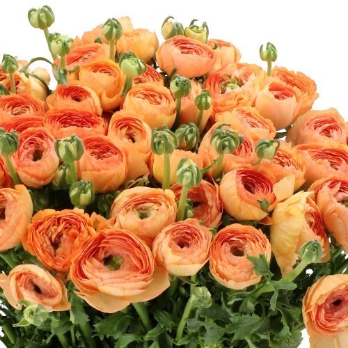 RANUNCULUS CLOONY HONEY