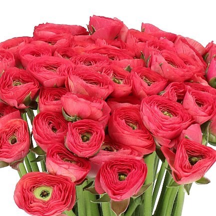 RANUNCULUS CLOONY HOT PINK 433 EX