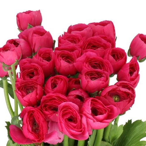 RANUNCULUS CLOONY HOT PINK 559