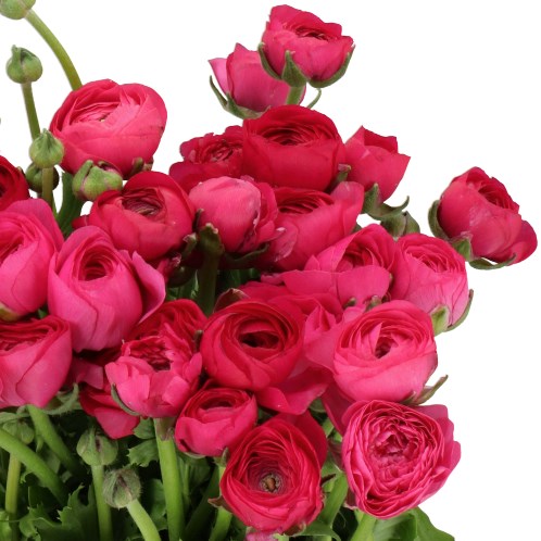 RANUNCULUS CLOONY HOT PINK 722