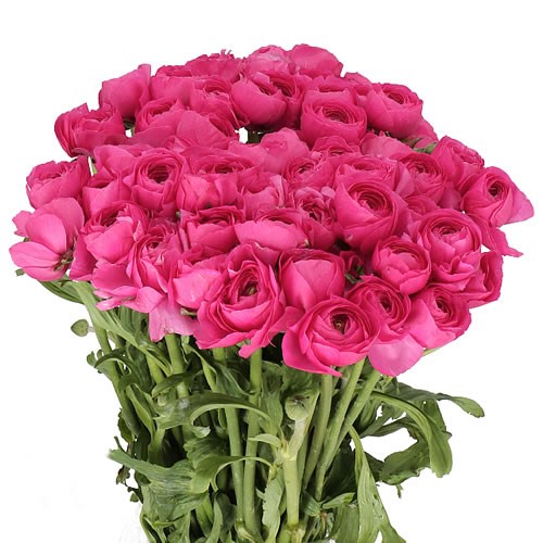 RANUNCULUS CLOONY HOT PINK EX