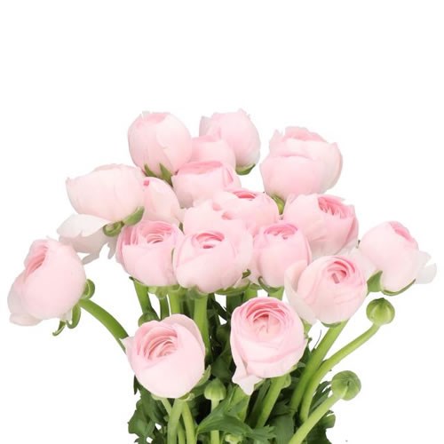 RANUNCULUS CLOONY LADY PINK