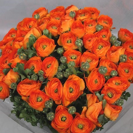 lambada ranunculus cloony wholesale 45cm trianglenursery