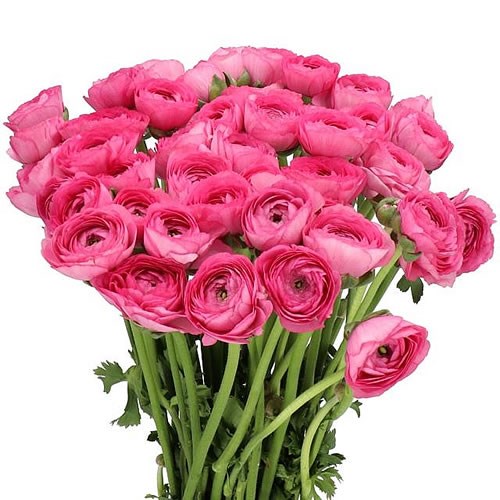 RANUNCULUS CLOONY LASER