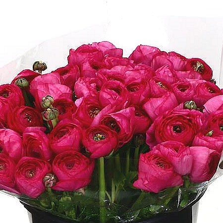 RANUNCULUS CLOONY LASER SUPER